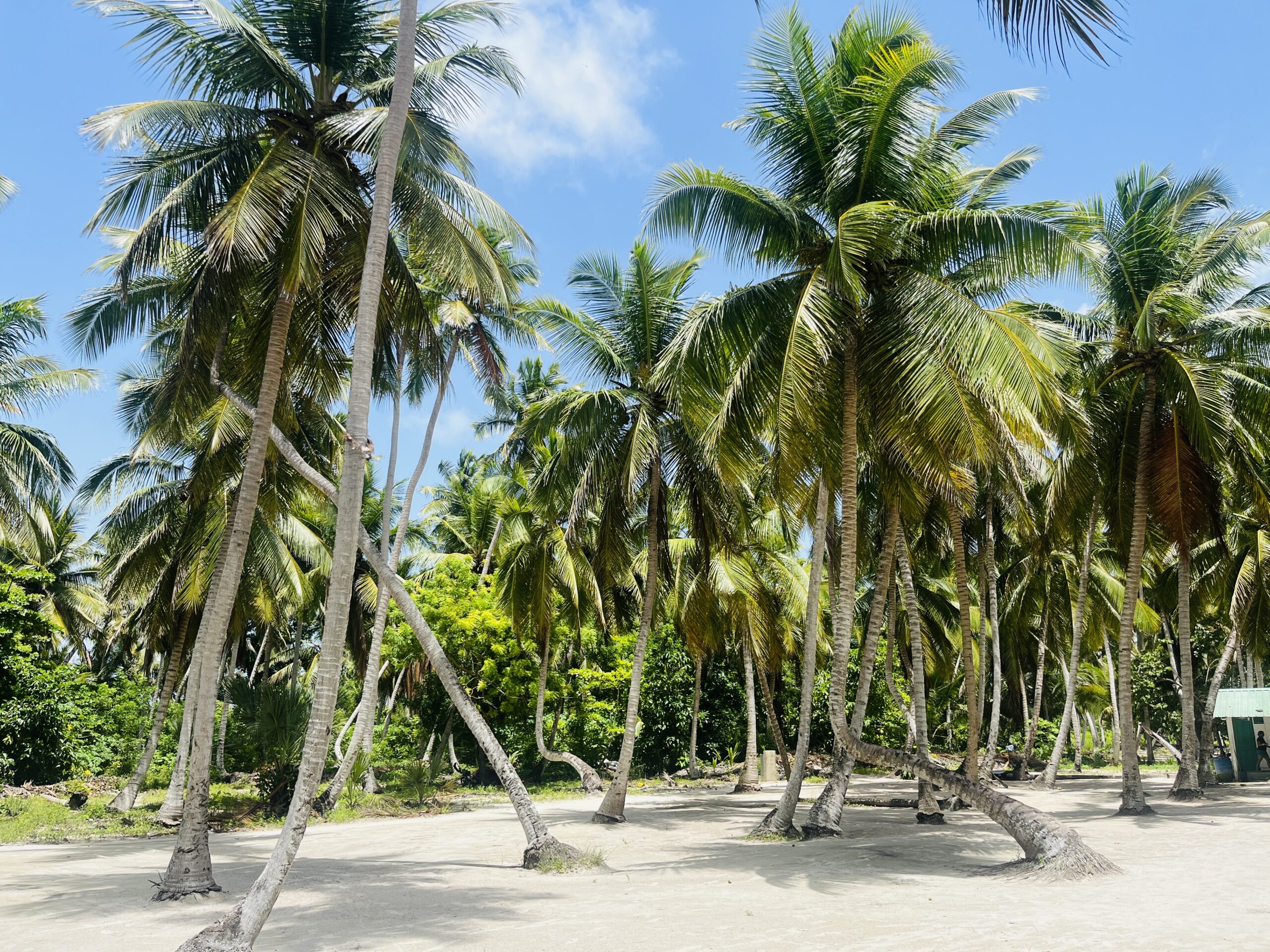 Best Shore Excursion from La Romana Cruise Port: A Half-Day Tour to Saona Island